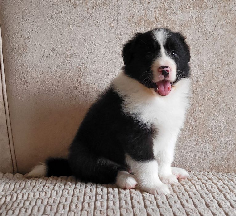 Border Collie piesek