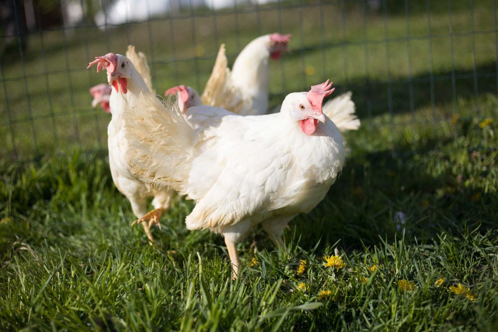 Kury kokoszki nioski Tetra biała jak leghorn odchowana