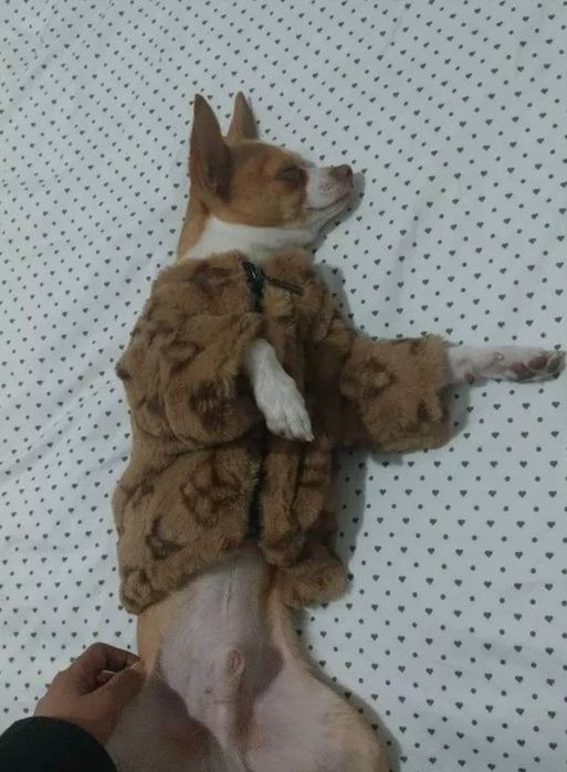 Шубка для животных