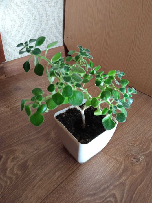 Аихризон дерево любви