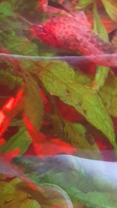 Raczki Diminutus do akwarium