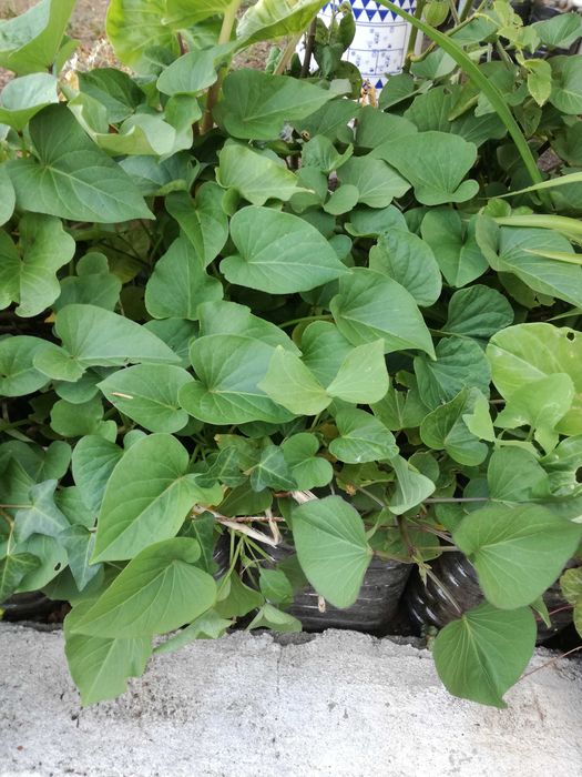 Batata doce - plantada