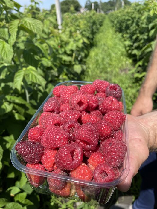 СОРТОВІ саджанці малини дуже урожайних сортів, 16-20т з га / ПОСПІШАЙ