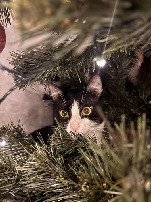 Oddam za darmo kocura