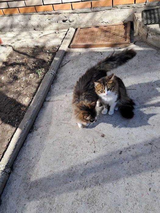 Віддам котів, у дбайливу сім'ю