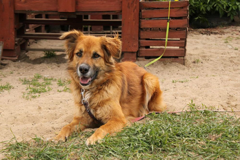 Supeł szuka kochającego domu!