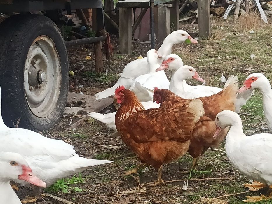 Молоді качки , утки  мускусної німецької, шипуни