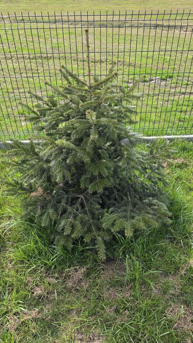 Jodła kaukaska 9 szt ok 120cm