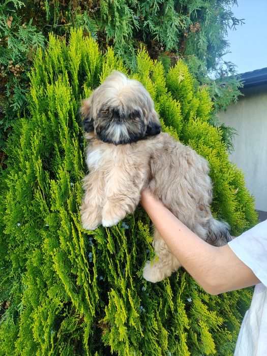 Shih tzu złota suczka z rodowodem