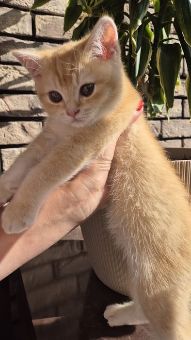 Кошеня золотої шиншили, кіт