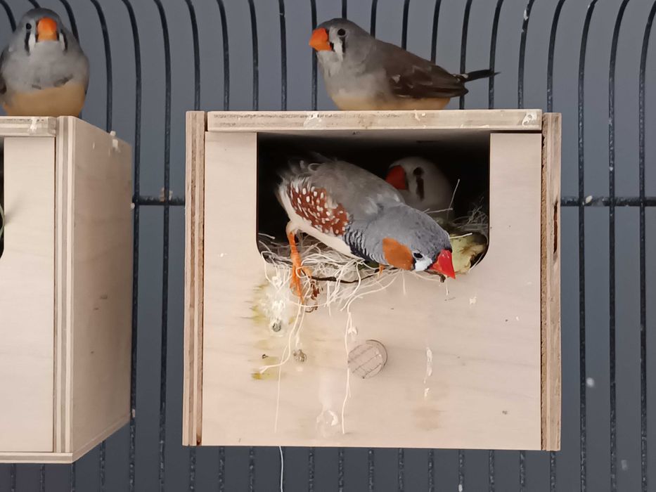 Sprzedam młode zeberki