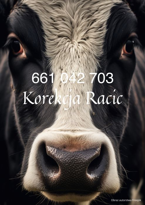 Korekcja racic u krów