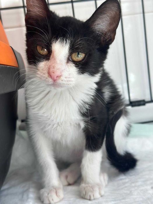 Gato bebé para adoção consciente