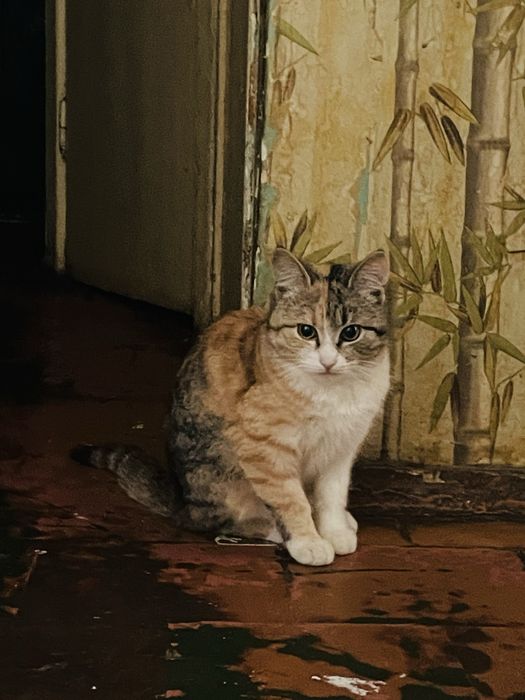 Котёнок девочка, бесплатно