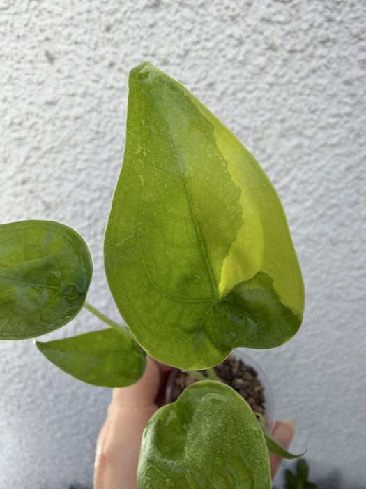 Alocasia Cuculata Aurea