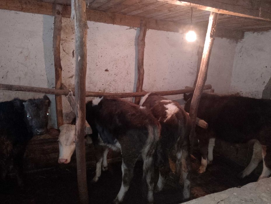 Продам бичків виростків.