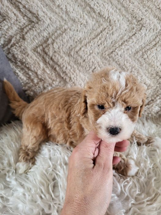 Śliczny piesek Maltipoo