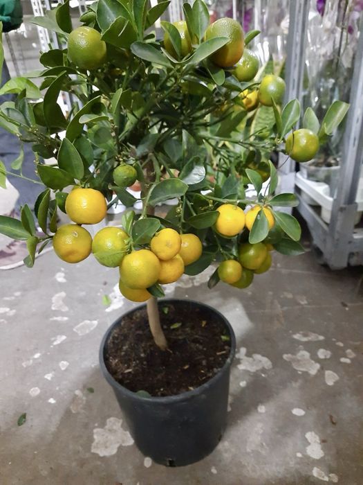 Шикарний з плодами мандарин ароматний каламондин цитрус на подарунок