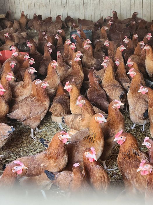 Kury nioski Rosa z własnej hodowli. Dominant z jajkiem. Dowóz Gratis