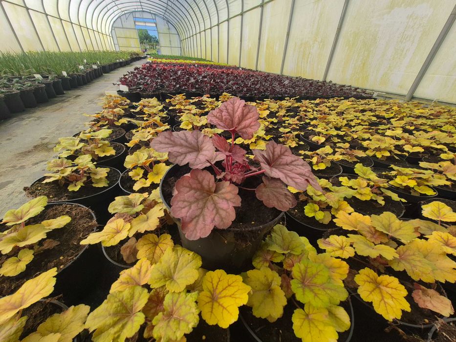 Żurawka ogrodowa, Heuchera mnóstwo kolorów