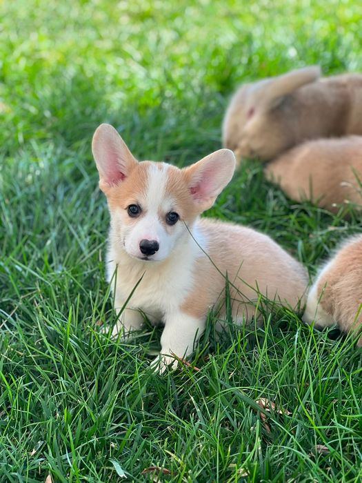 Cachorro Welsh Corgi Pembroke - Descendente de Campeões