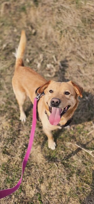 Cudny rudzielec szuka domu