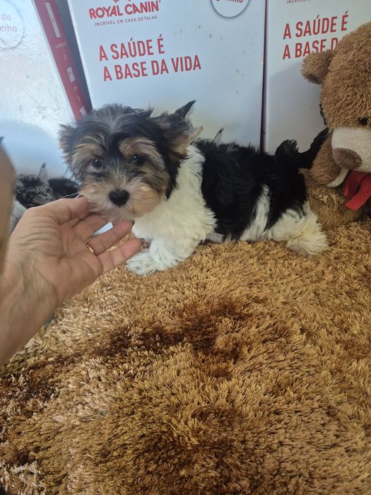 Biewer  Terrier Macho  Criadora Registada PT3088FL
