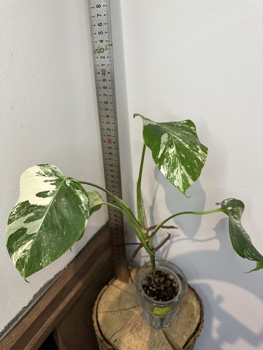 Монстера Monsters deliciosa 'Albo Variegata