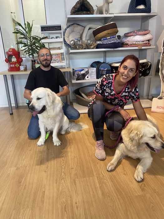 Treino de obediencia basica  pet sitting e dog walking