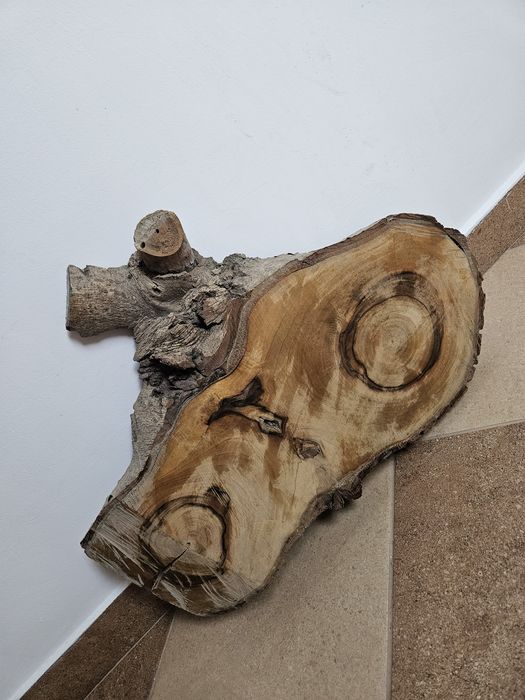 Plaster orzecha włoskiego