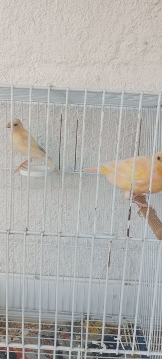 Casal de canários