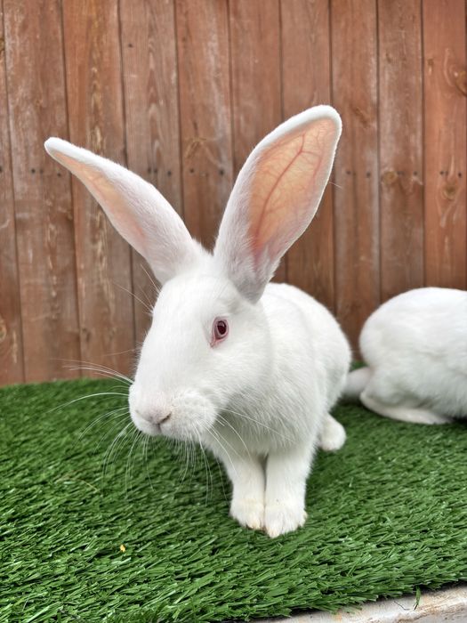 Termondzki biały TB SAMICA