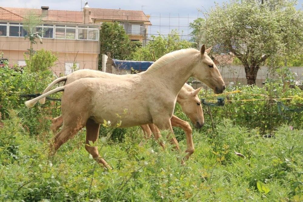Poldra lusitana palomina 1.6 anos