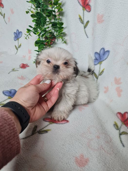 Excelente menino Shitzu/ Shih-Tzu de Qualidade