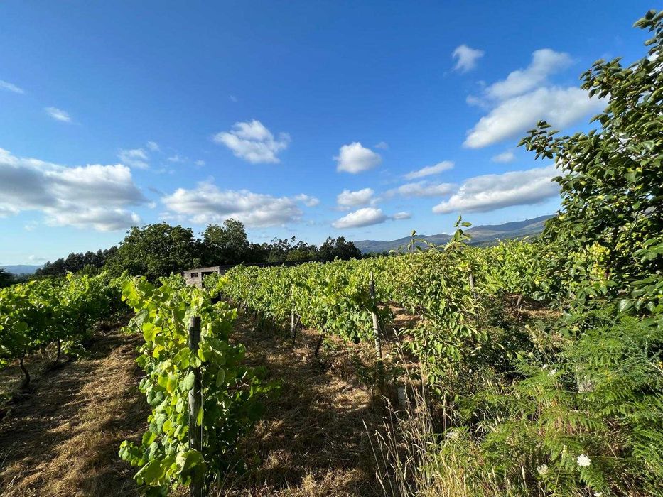 Quinta com vinha em Valença (Torre, São Julião)