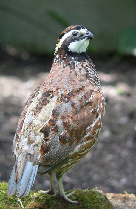 Casais. Pedicula aziatica Colins da Virginia. Galitos da rocha