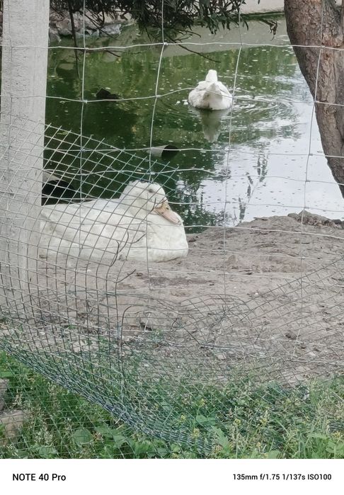 Sprzedam tuszke kaczogęsi i żywą (Mulard)