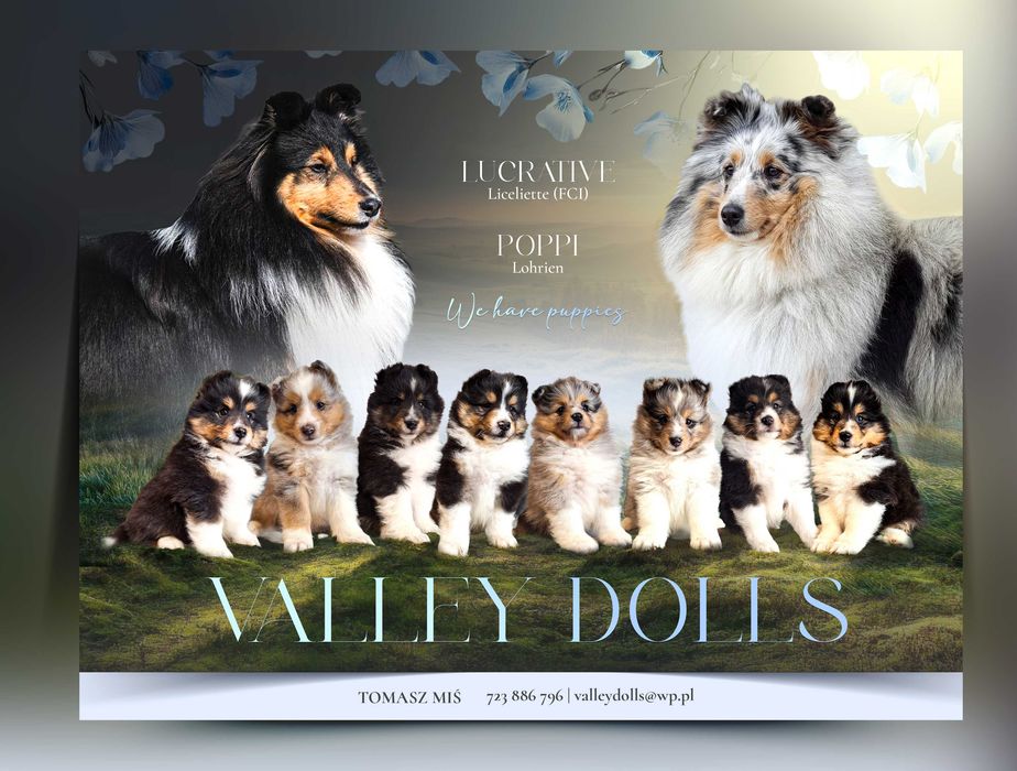 Sheltie Owczarek Szetlandzki dziewczynka blue merle