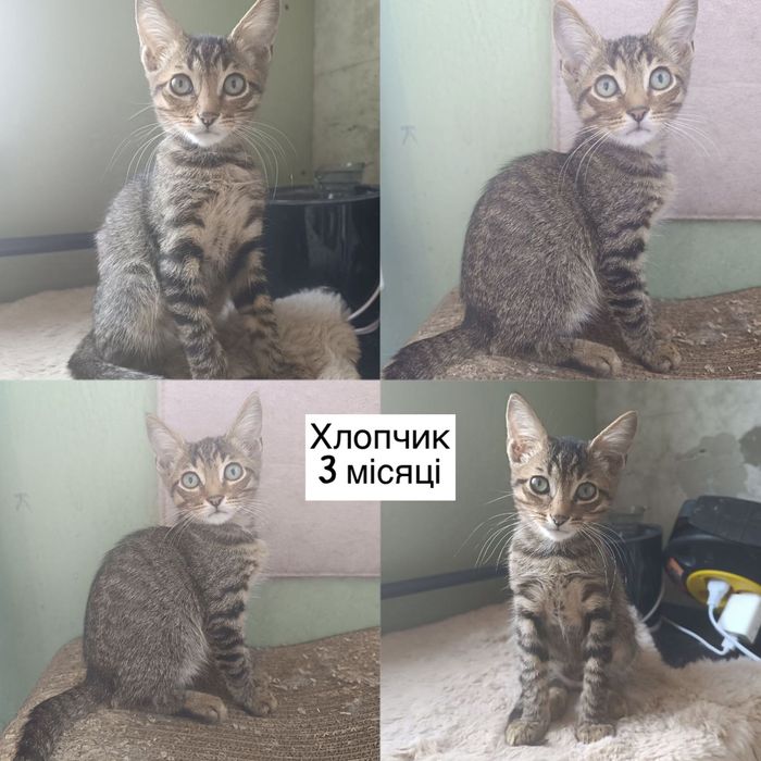 Много разных котят бесплатно