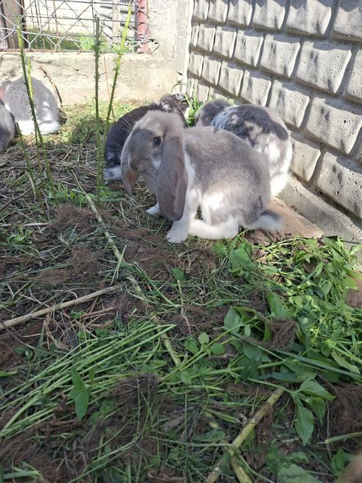 Króliki barany frsncuskie