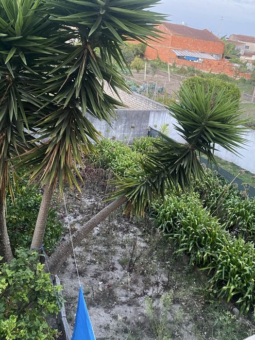 Yuccas adultas - Aveiro