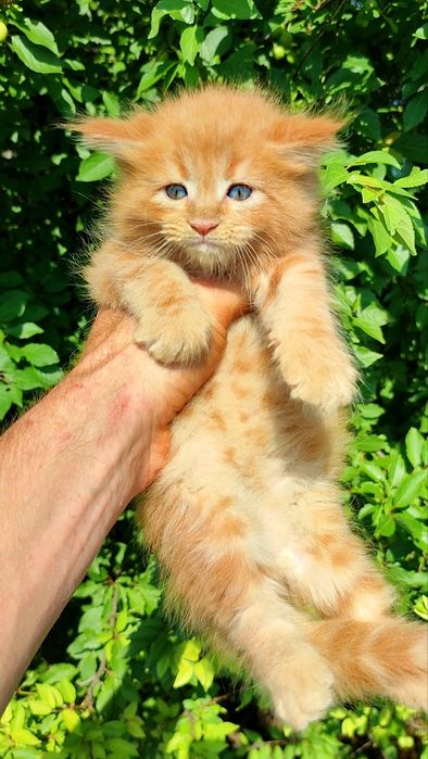 Мейнкуны Котята мейнкуна