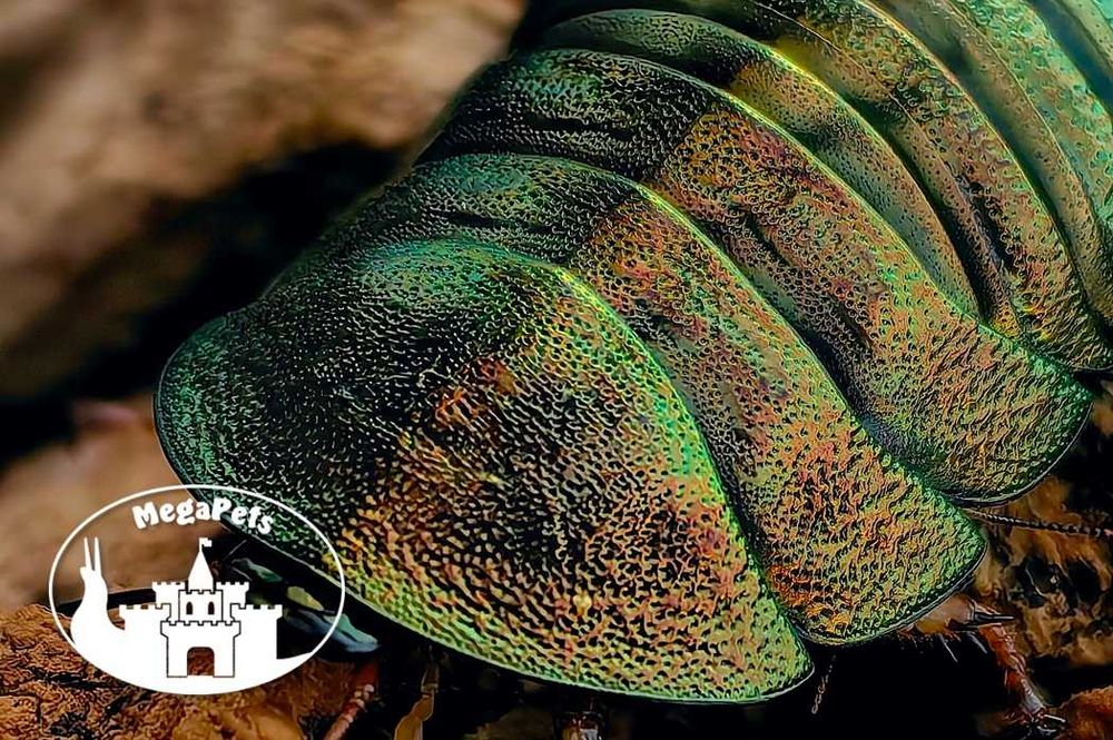 Najpiękniejsze karaczany Pseudoglomeris magnifica Isopody Ślimaki Wije