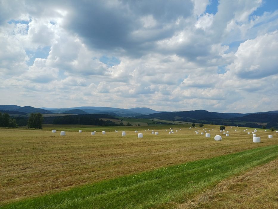 Siano z łąk ekologicznych w belach 130-120 Raszów • OLX.pl