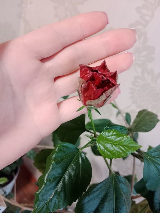 Продам Китайскую розу
