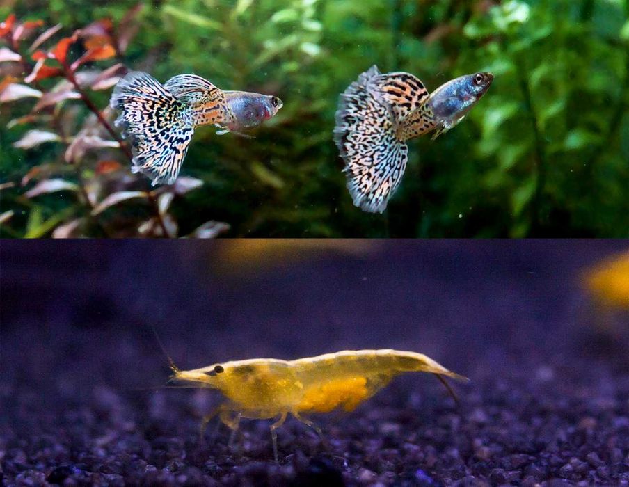 Zamiast Bojownika kolorowy zestaw do nano 20l Gupiki Metal Rainbow/krewetki Yellow
