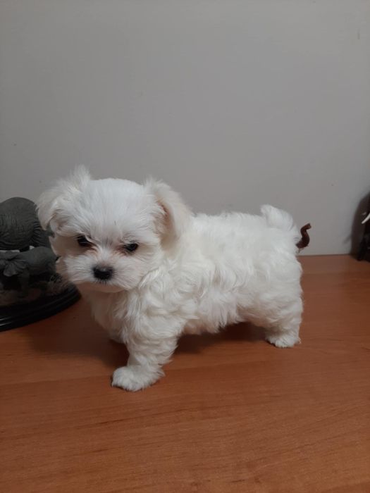 Sprzedam pięknego pieska rasy Maltańczyk.  Chłopiec.