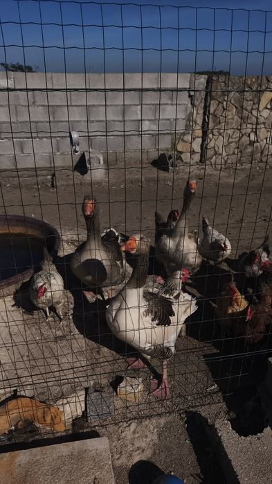 Trio de gansos para venda