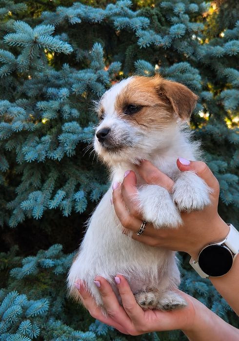Jack Russell Terrier