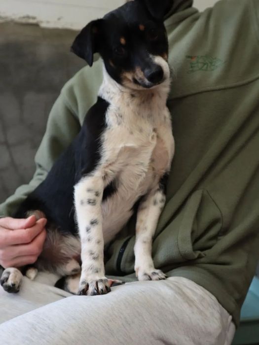 Bruce Lee, para adoção